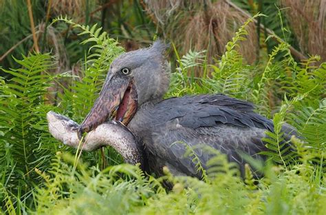 The Frightening Shoebill Can Decapitate Baby Crocodiles — And Sounds ...