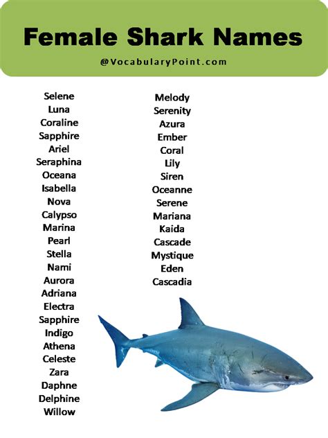 100+ Best Shark Names (Male, Female & Cartoon) - Vocabulary Point