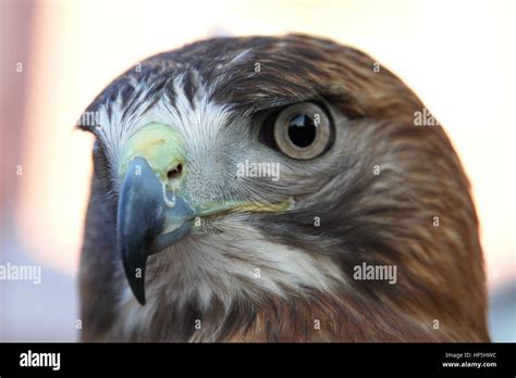 Head of Golden Eagle close-up Stock Photo - Alamy