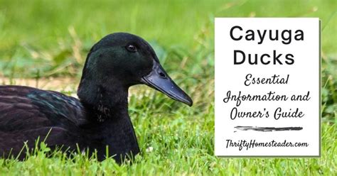 Cayuga Ducks - Essential Information & Owner's Guide