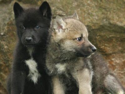 Mackenzie Wolf Animal Facts | Canis lupus occidentalis | AZ Animals