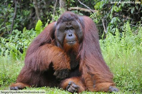 Orangutan Facts, Pictures, Video & Information. Discover A Critically ...