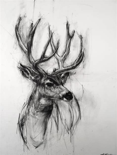 Cool Animals To Draw With Charcoal - Perfect For Beginners How To Draw ...