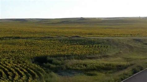 The largest sunflower field I've ever seen... The only sunflower field I've ever seen :) - YouTube