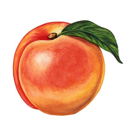 Realistic Peach Drawing