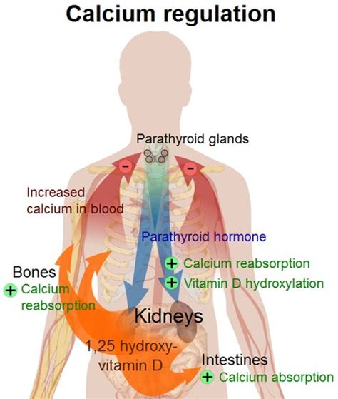 Interactions of Calcium and Vitamin D Explained