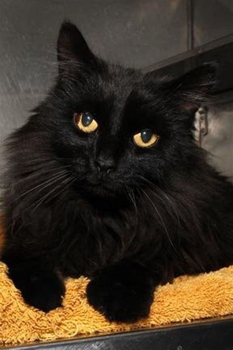 Bay County Animal Shelter Pet of the Week - mlive.com