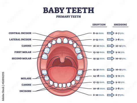 Baby teeth with primary tooth eruption and shedding time outline ...