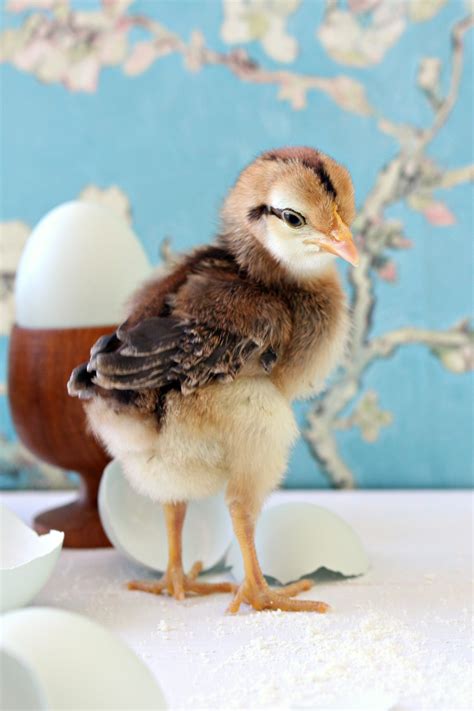 Spring Baby Chick Photos | We Got a New Batch of Chicks! | Dans le ...