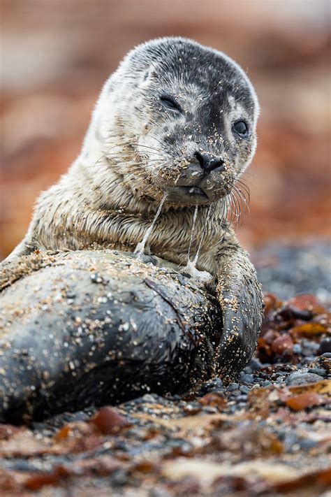 Memorable Encounter With a Seal Pup on Behance