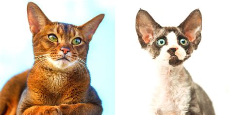 12 Cat Breeds With Adorable Big Ears - Cats.com