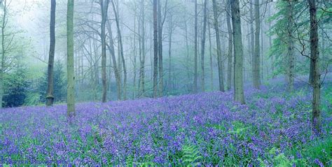 Bluebell Woods Wallpapers - Wallpaper Cave