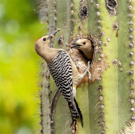 Gila Woodpecker - Sonoran Desert Wildlife - craibas.al.gov.br