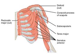 Subscapularis muscle | Wiki | Everipedia