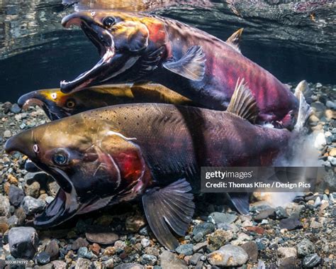 Coho Salmon Also Known As Silver Salmon In The Act Of Spawning In An ...