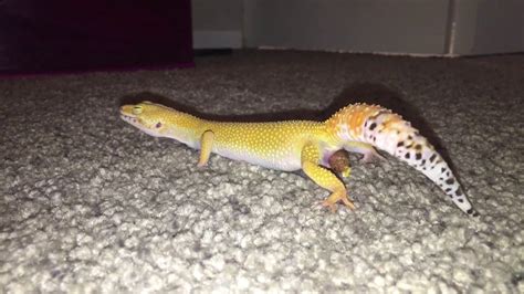 How Often Do Leopard Geckos Poop? The Mystery Of Bowel Habits - Gecko Expert