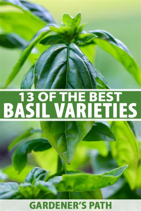 13 of the Best Basil Varieties | Gardener's Path