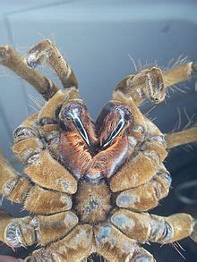 Goliath birdeater - Wikipedia