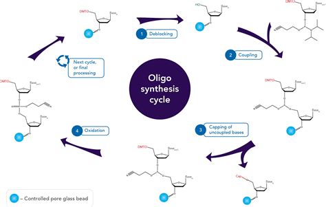 Oligo synthesis: Coupling efficiency and quality control | IDT