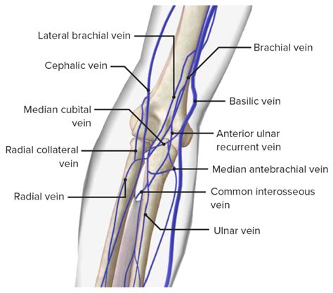 Elbow Joint: Anatomy [+video] - Lecturio Medical