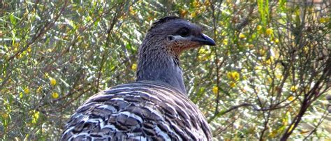 Tours — Birding Victoria — Tour 8. The Mallee - North-West Victoria (3 ...