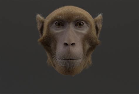 Monkey avatar may provide clues to face-processing problems in autism ...