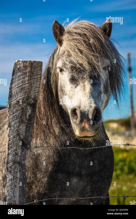 Connemara Pony near Ballyconneely, Connemara, County Galway, Ireland Stock Photo - Alamy