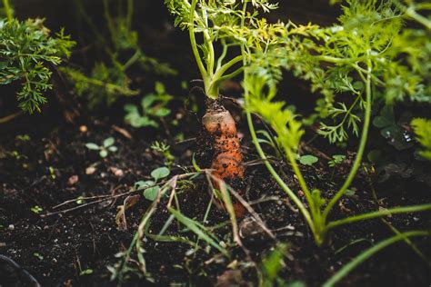 Vegetables to grow in shade: 10 best crops for shady spots | Homes & Gardens