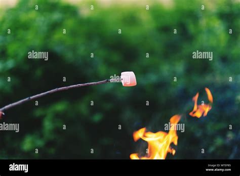 Marshmallow stick fire hi-res stock photography and images - Alamy