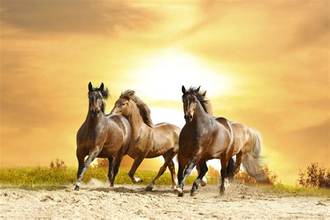 Wild Horses Running Free Wallpaper