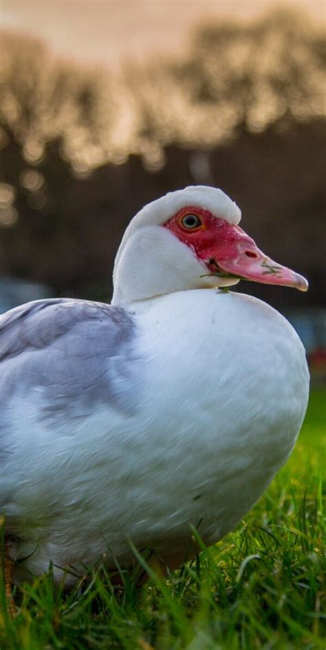 Male Muscovy Duck For Sale | Shirlock Acres