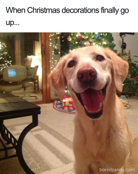 20 Hilarious Christmas Memes to Get You in the Holiday Spirit