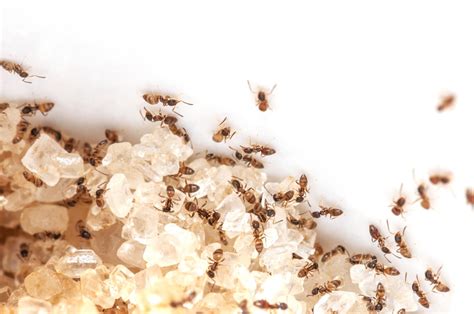 How to Get Rid of Sugar Ants: 9 Ways to Win the Battle Forever