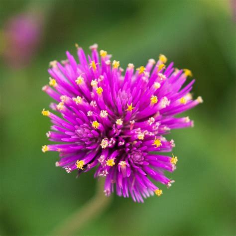 Gomphrena globosa 'Fireworks' | White Flower Farm