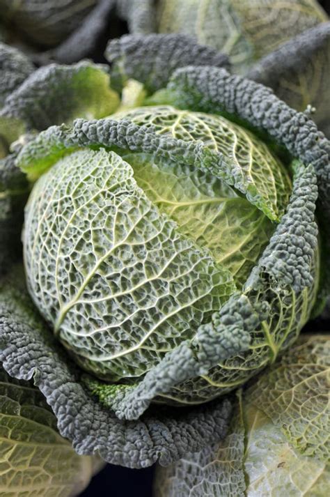 Savoy cabbage stock image. Image of nutrition, food, ripe - 40044953