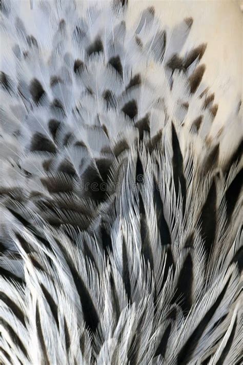 Black and White Chicken Feathers Texture Stock Image - Image of design, brown: 104195297