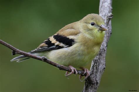 Baby American Goldfinch | Immature | diane marshman | Flickr