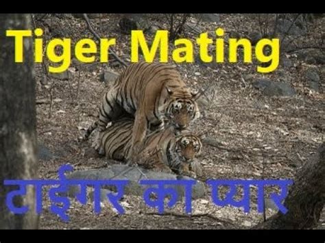 Tigre Mating & Tiger Love ||RANTHAMBORE|| TIGER VIDEOS टाईगर का प्यार मिलन केसे होता - YouTube