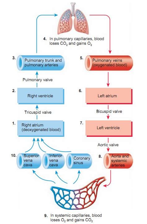 Blood Flow of the Heart | Nurse, Medical, Nursing school survival