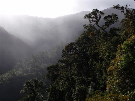 Costa Rica’s Cloud Forest Ecozones