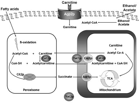 5. Diagrammatic representation of the carnitine shuttle and the ...