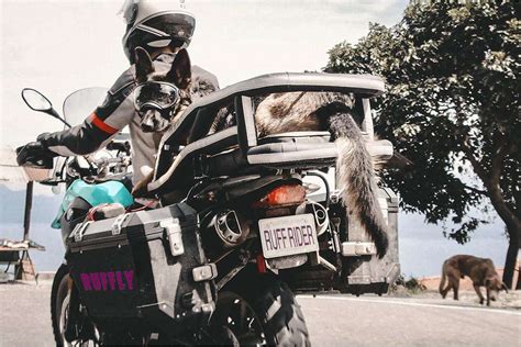 Motorcycle Dog Crate for Riding Safely with Your Large Dog