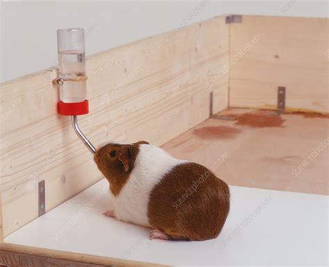 Guinea pig drinking from water bottle - Stock Image - C053/8464 ...