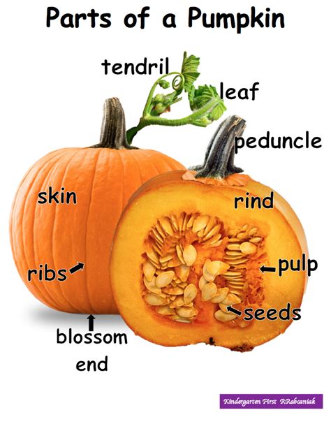 Parts of a pumpkin. | Pumpkin, Parts of a pumpkin, Pumpkin theme