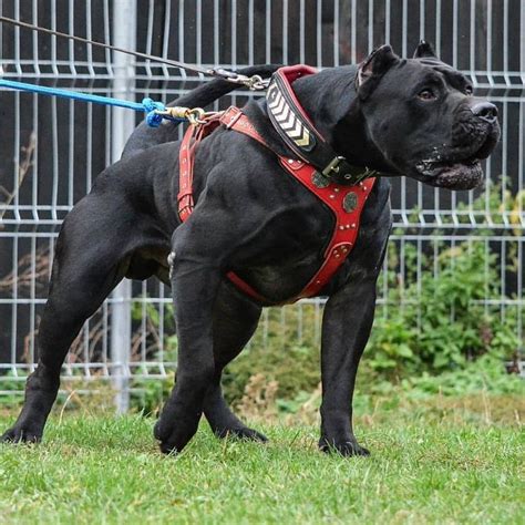 Follow (@thecanecorsopage )... | Presa canario, Cane corso, Dogs