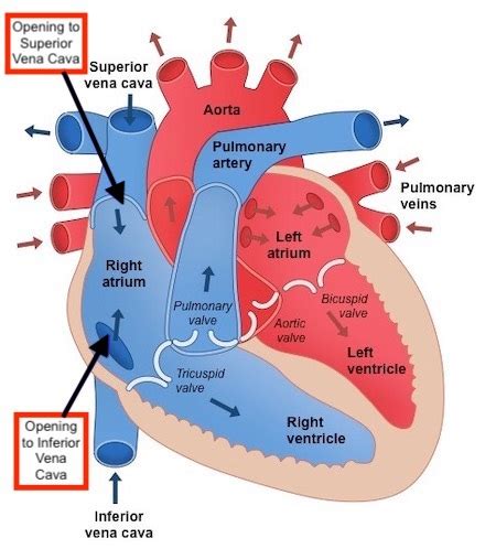 Fill in the blank: The superior vena cava, inferior vena cava and coronary sinus return oxygen ...