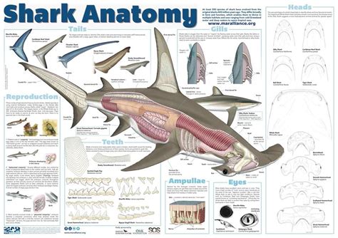 shark anatomy | Shark facts, Marine animals, Shark