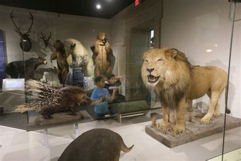 Get a closer look at Buffalo Science Museum collection