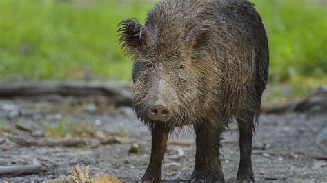 What to do if you see a wild boar while hiking | Advnture