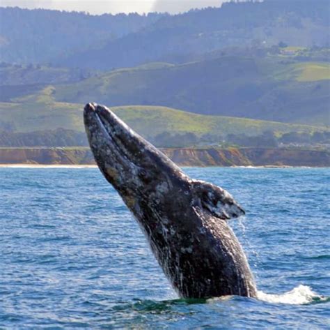 Breaching Gray Whale on California Coast